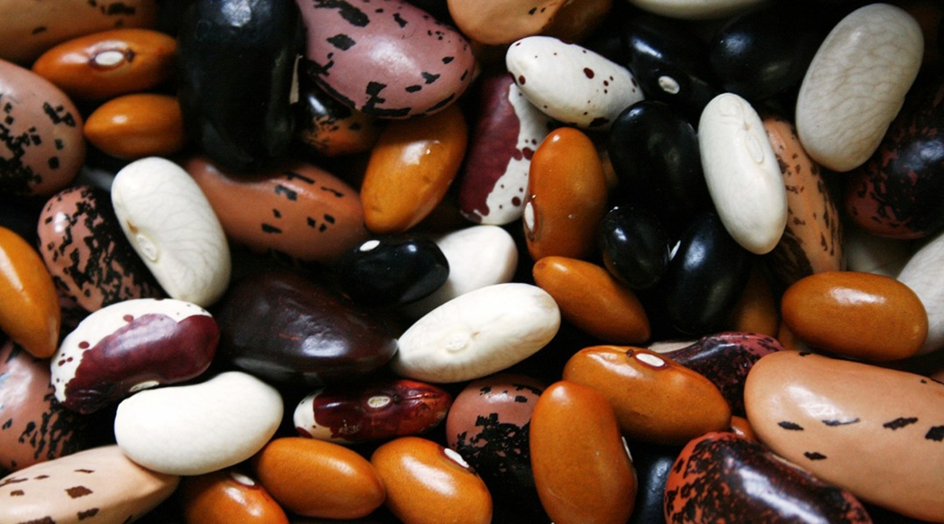 Descubren nuevo antibiótico proveniente de los frijoles silvestres mexicanos