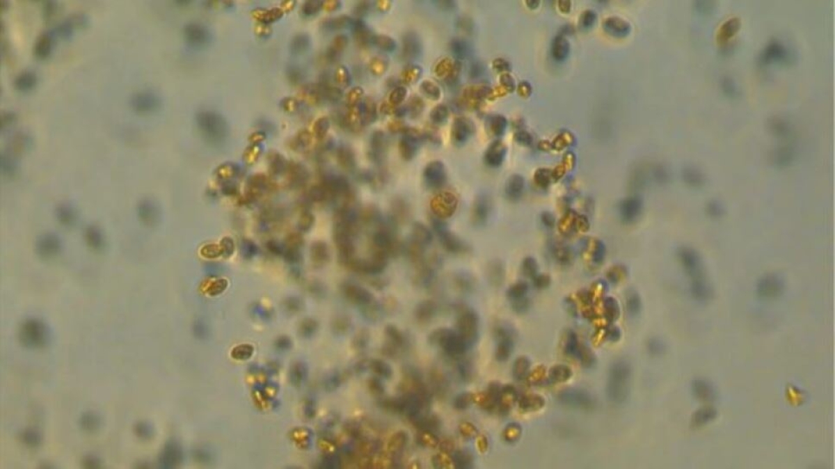 Científicos descubren microbio marino capaz de capturar carbono