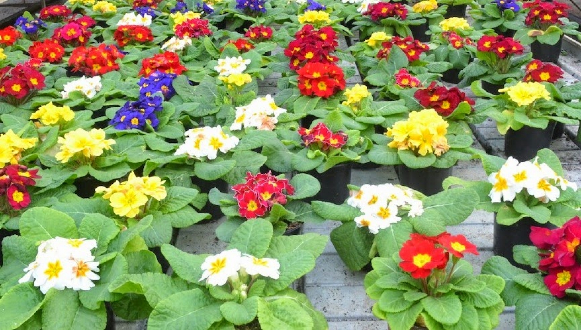 Productores  de plantas ornamentales redujeron sus ventas un 60 por ciento