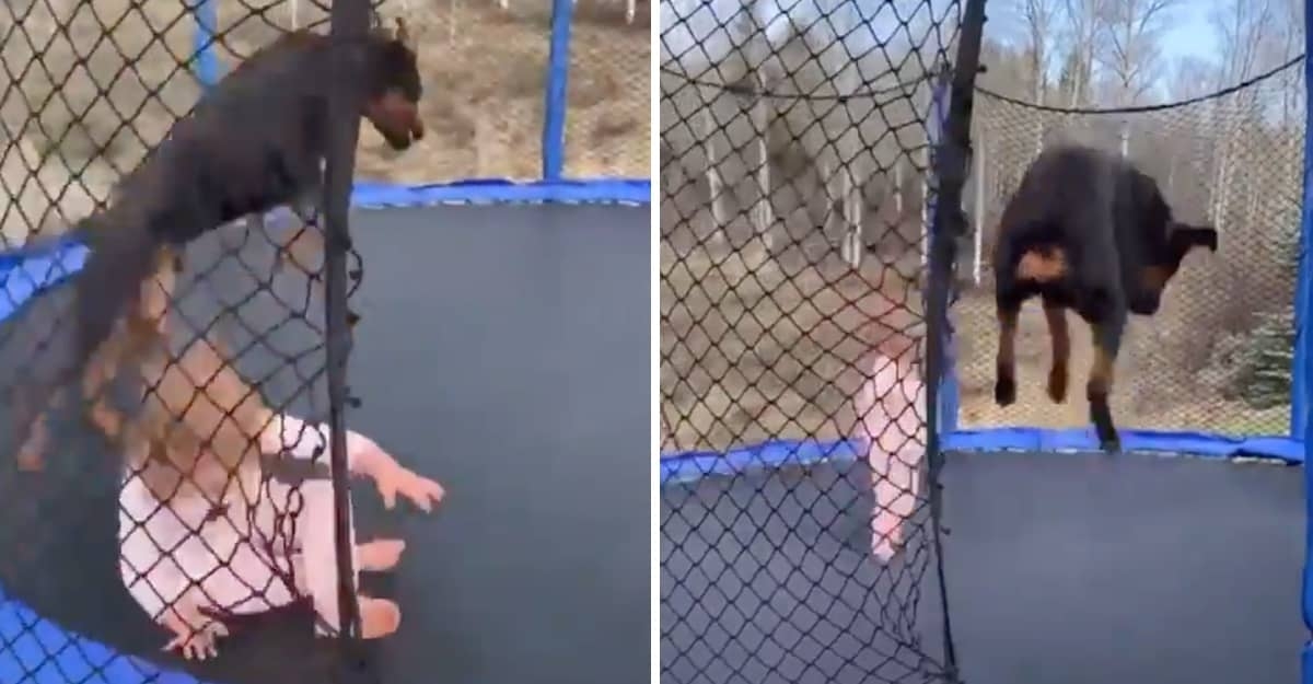 Una niña y su perro Rottweiler saltan y juegan en un trampolín