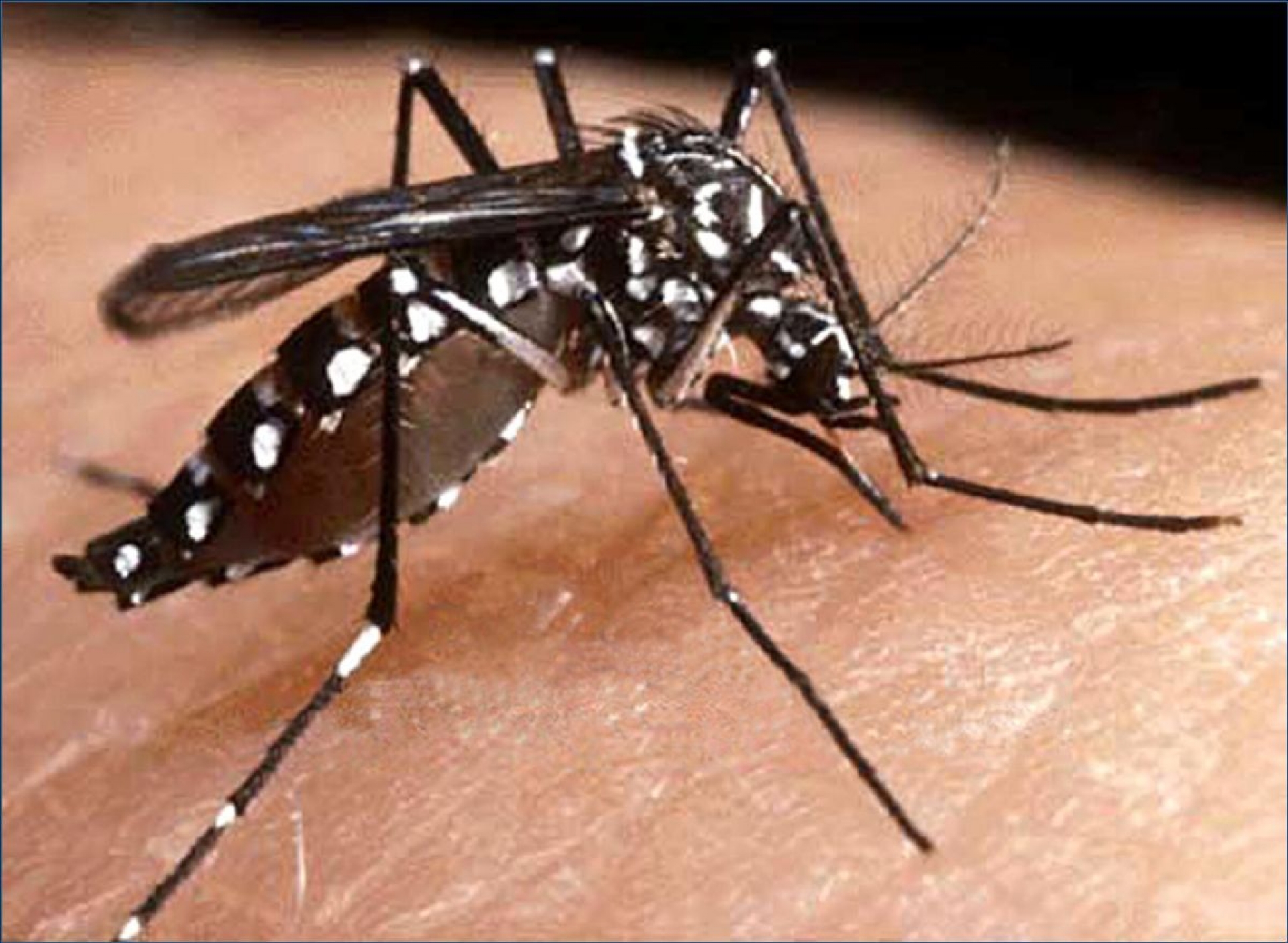 Morelos, séptimo lugar en incidencia de dengue