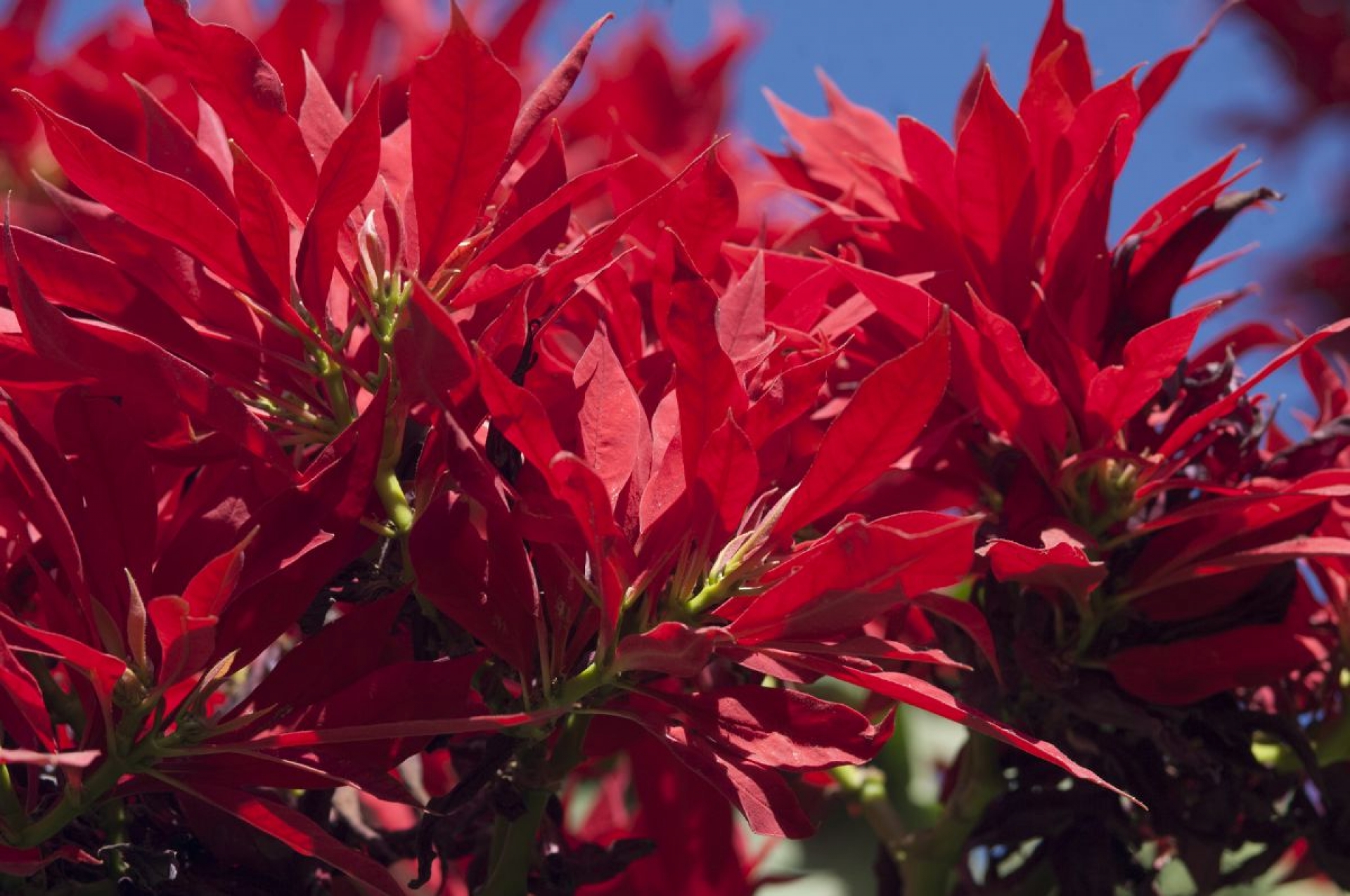 Una aportación morelense a la navidad: la flor de nochebuena