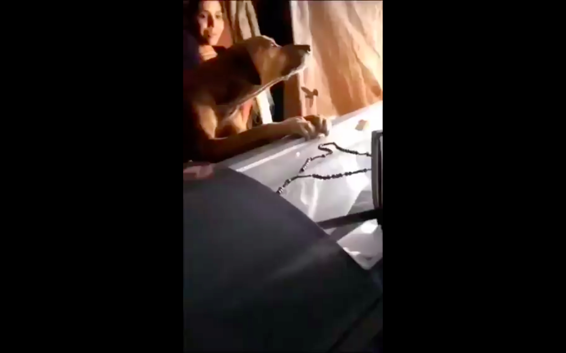 VIDEO: Perro despide con lagrimas a su amo en el ataúd