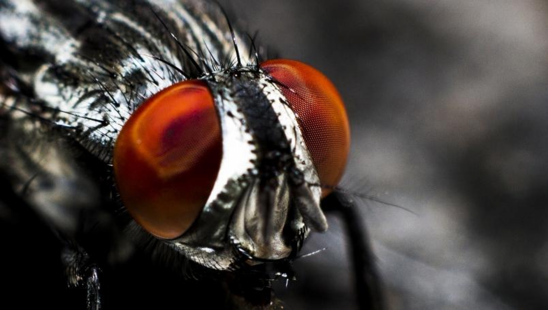 Alertan en México por presencia de mosco que transmite virus mortal