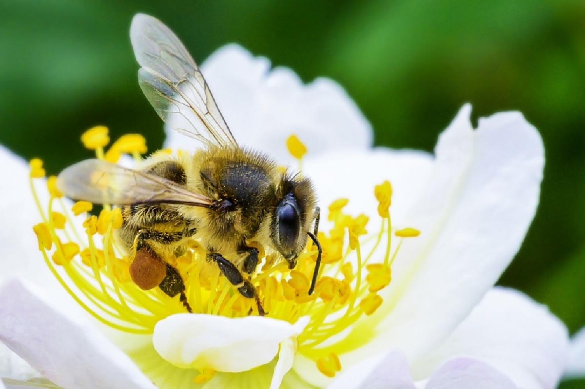 Abejas (II)