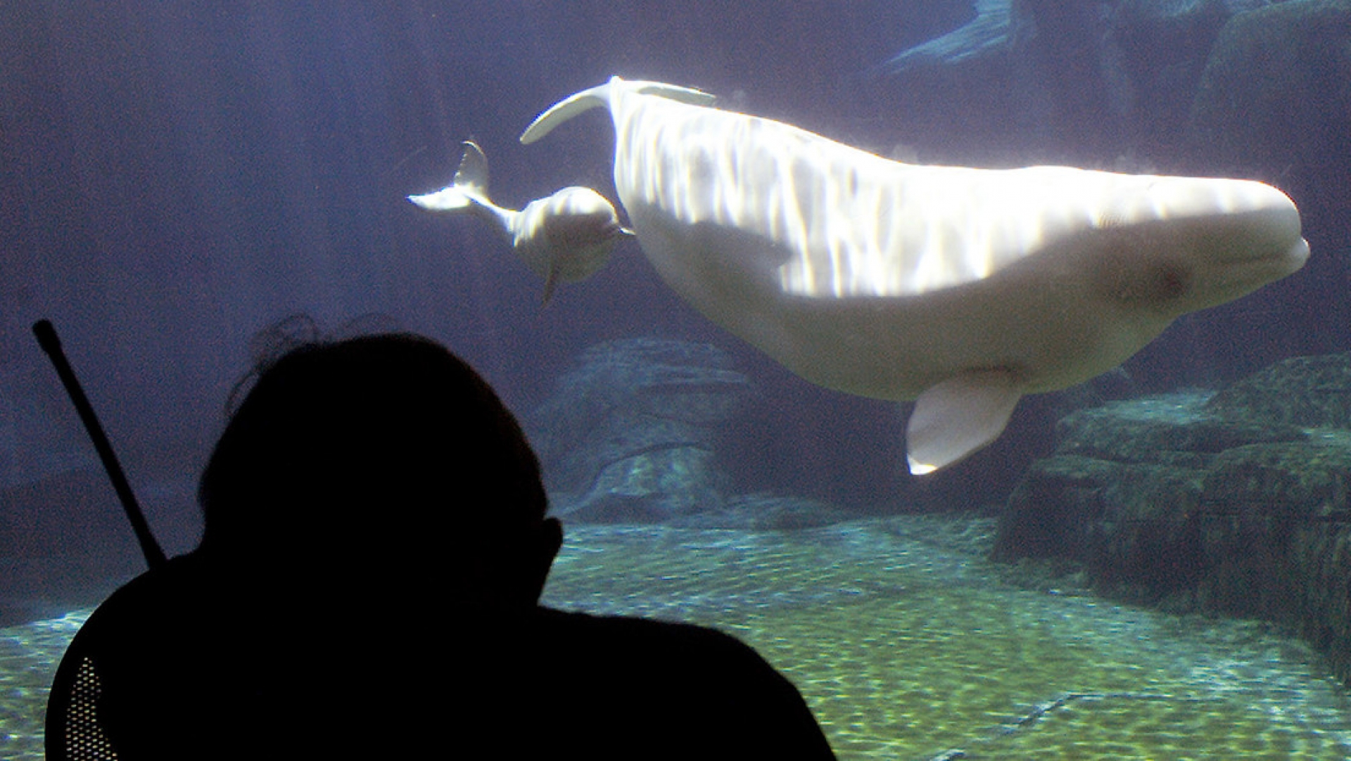 VIDEO: Captan nacimiento de una beluga