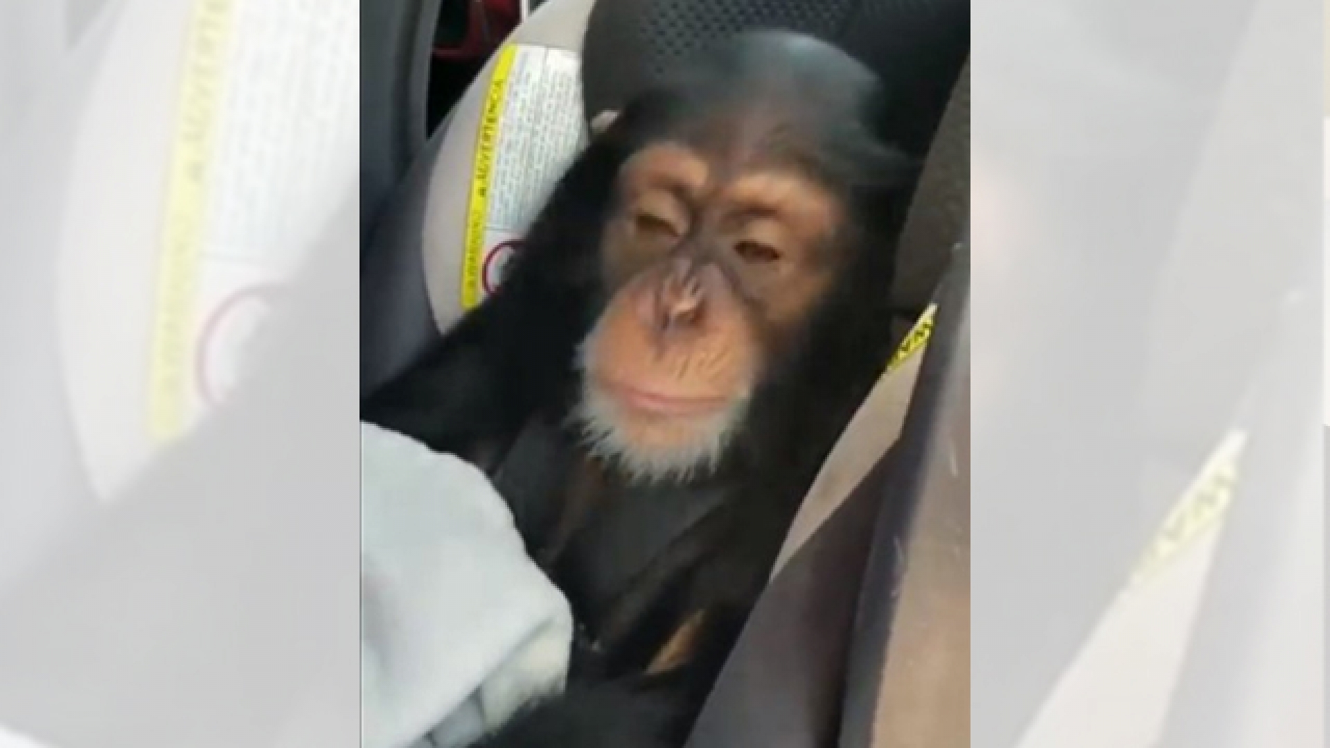 Chimpancé se emociona al escuchar su canción favorita y se vuelve viral.