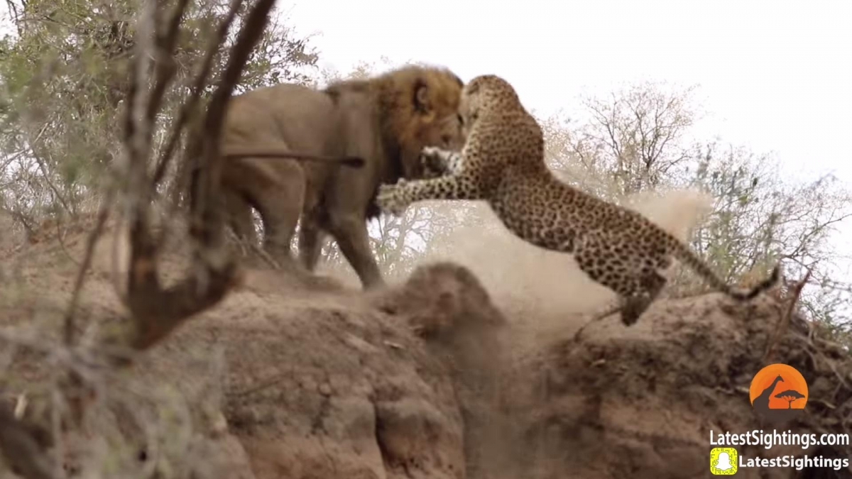 Acechando al enemigo, un león ataca por sorpresa a leopardo