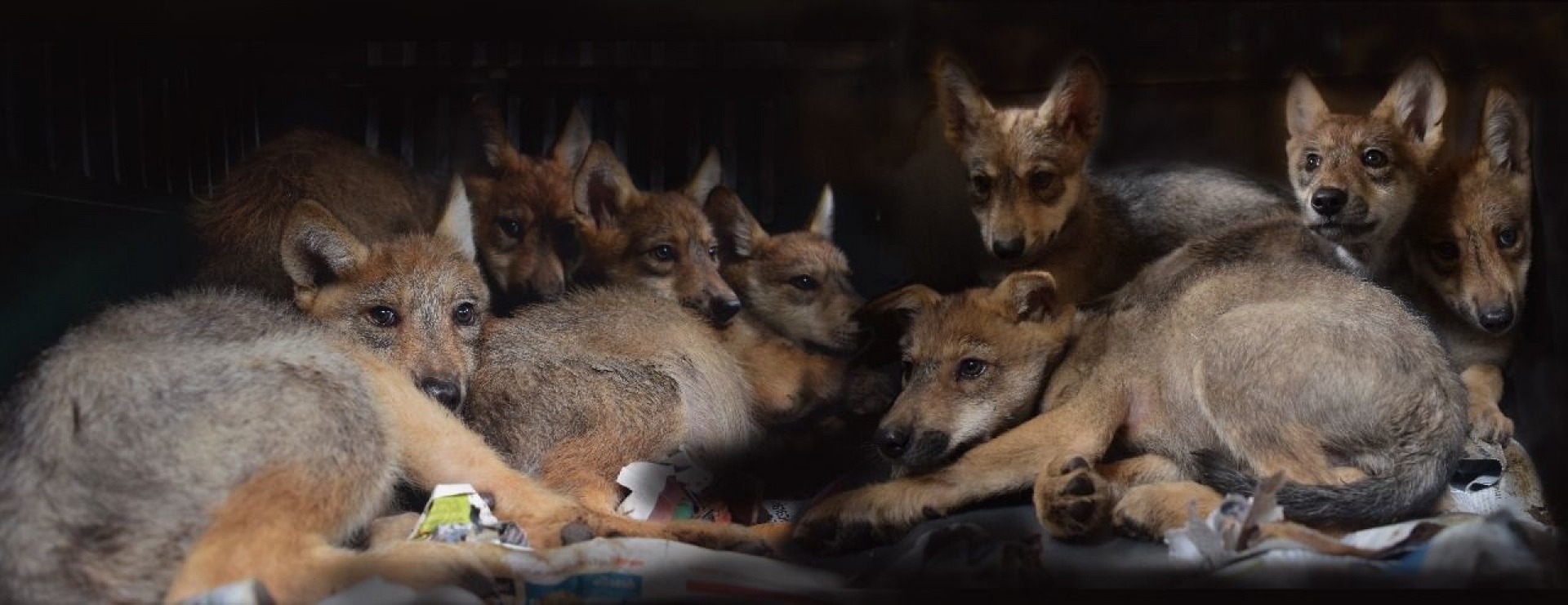 ¿Qué nombre le pondrías a un lobo? SEDEMA invita a nombrar a 8 cachorros de lobo gris mexicano nacidos en Ciudad de México