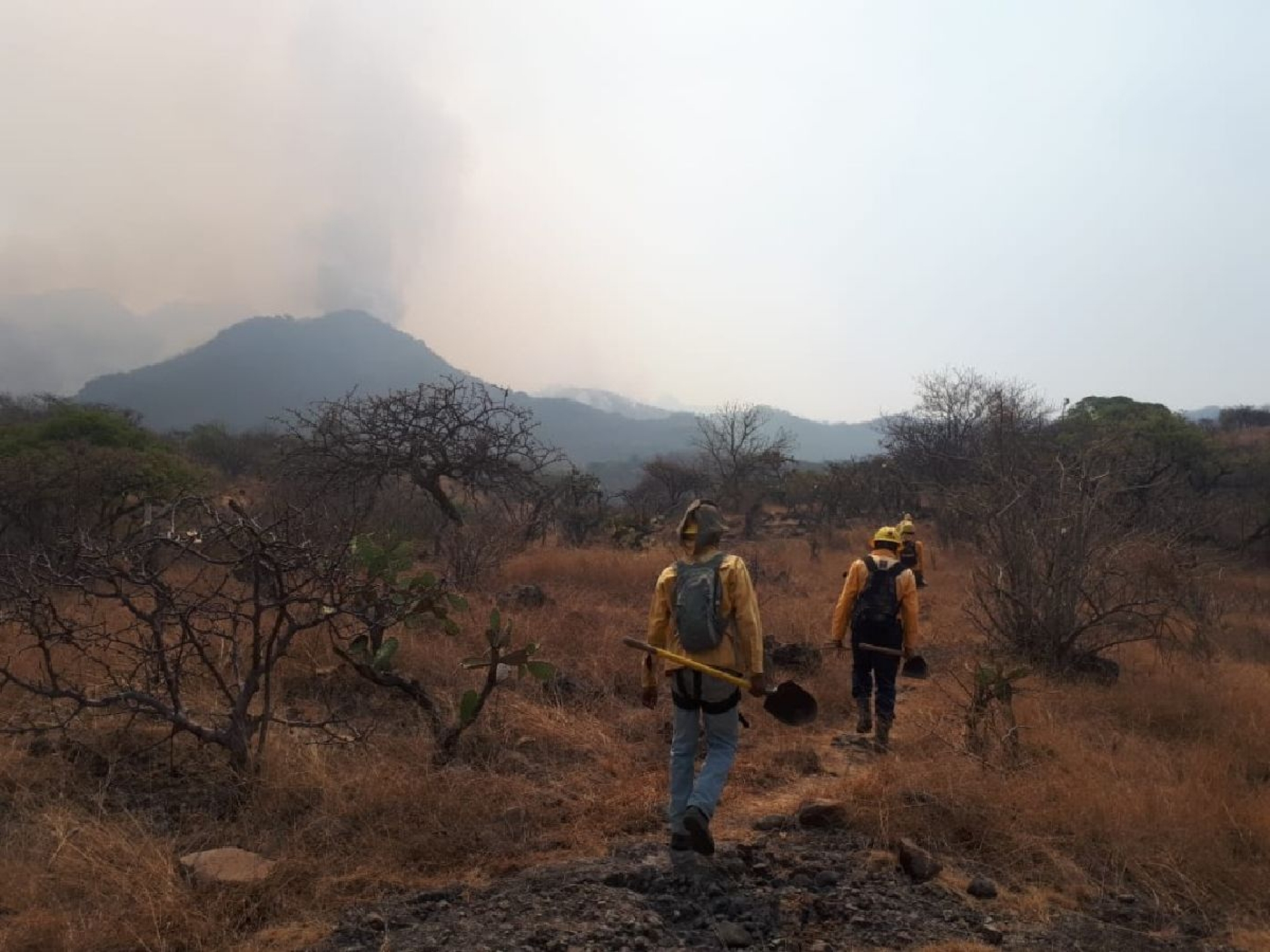 Actividades humanas, principal causa de incendios