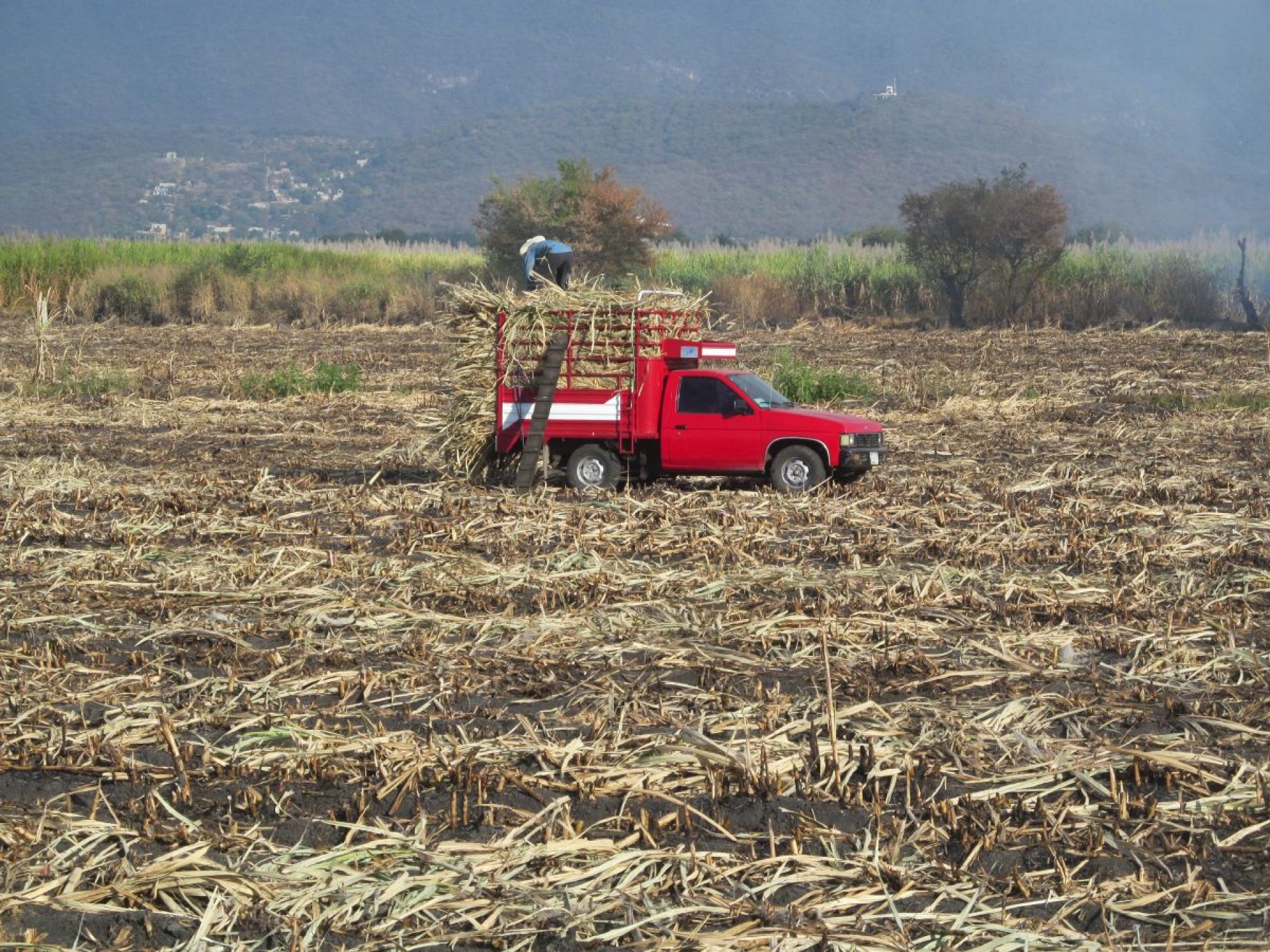 Bucarán incrementar un 7% la superficie sembrada de caña