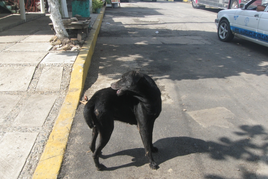 Colonias de la periferia, donde más abundan los perros callejeros