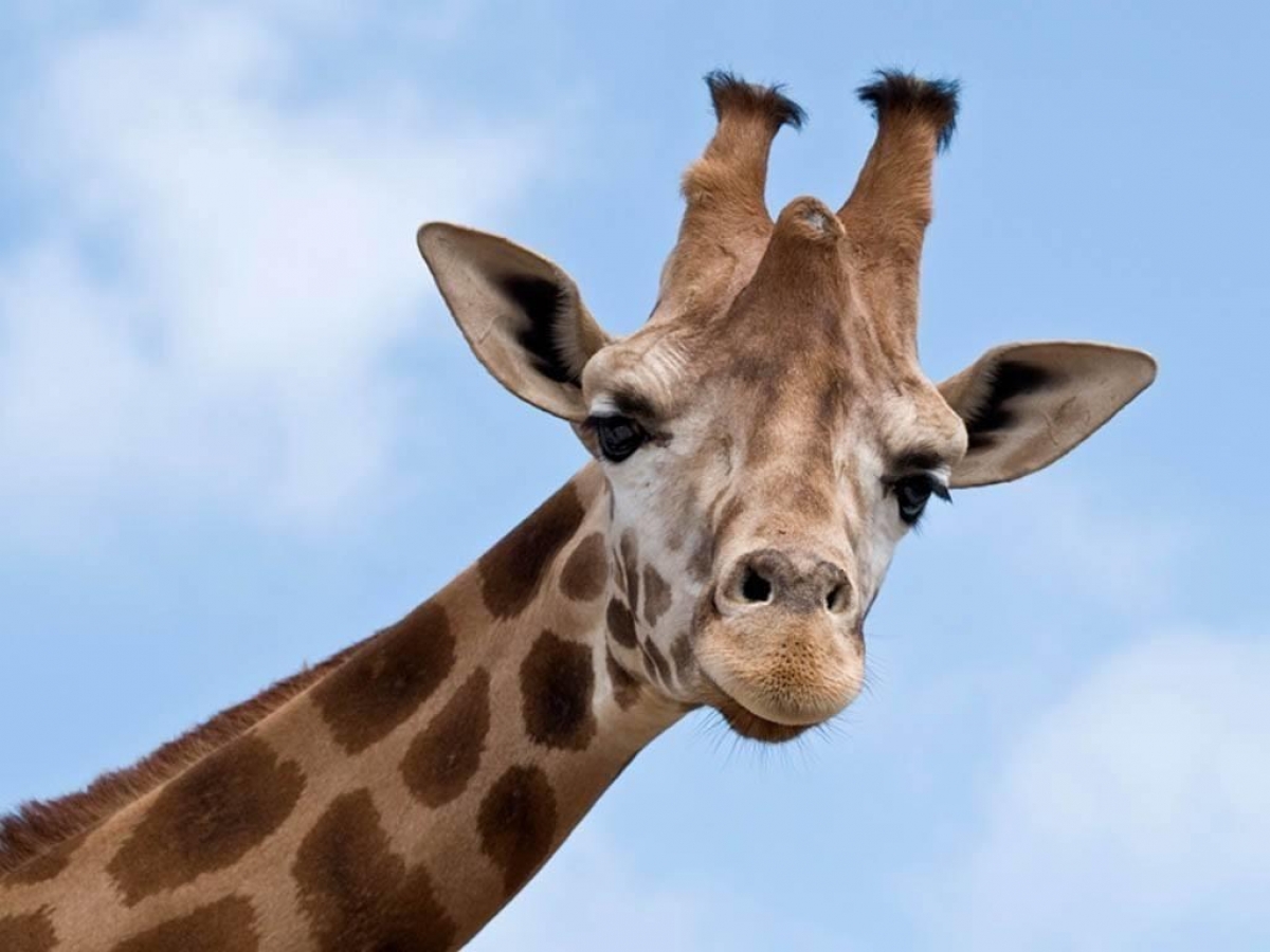 La jirafa, nueva especie en peligro de extinción