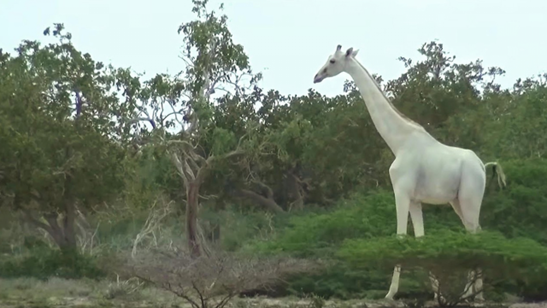 Así fue el momento del hallazgo de dos “Jirafas blancas” por primera vez en la historia