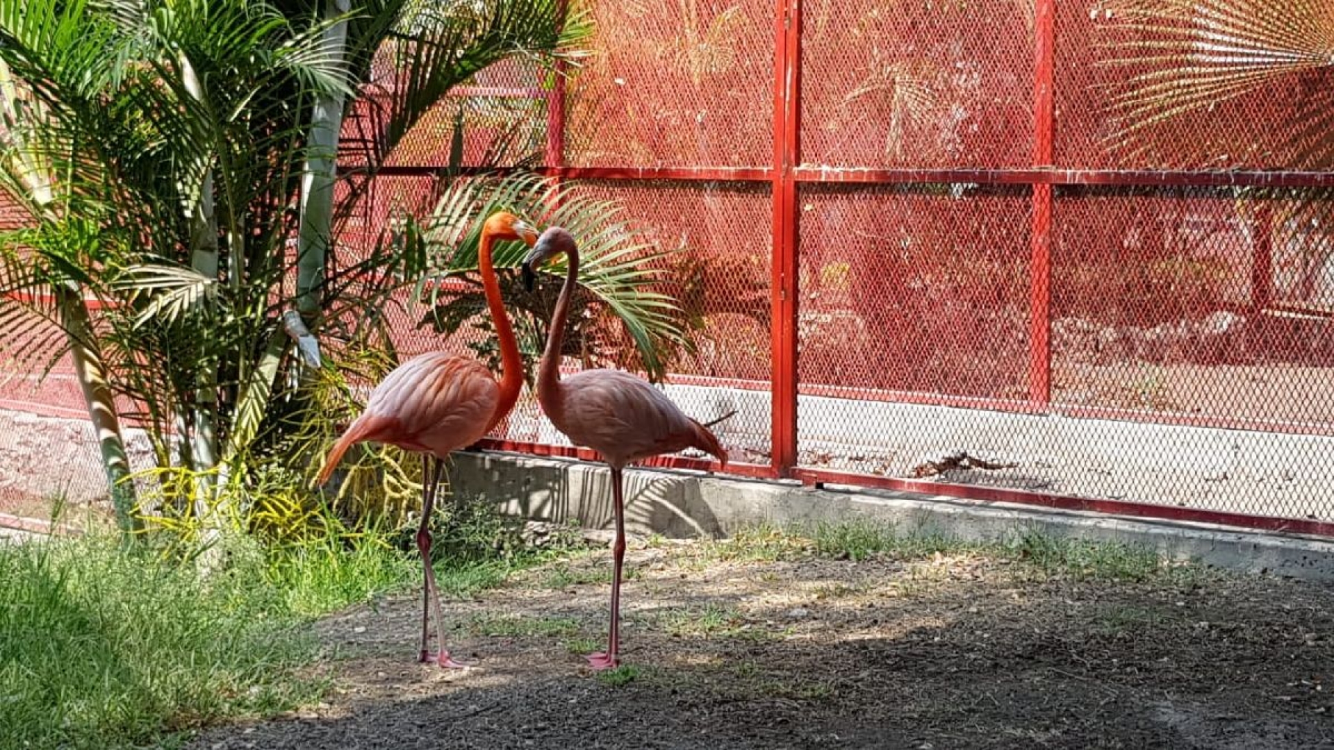 Parque “Temazcal Zovic” solicita apoyo para alimentar a animales