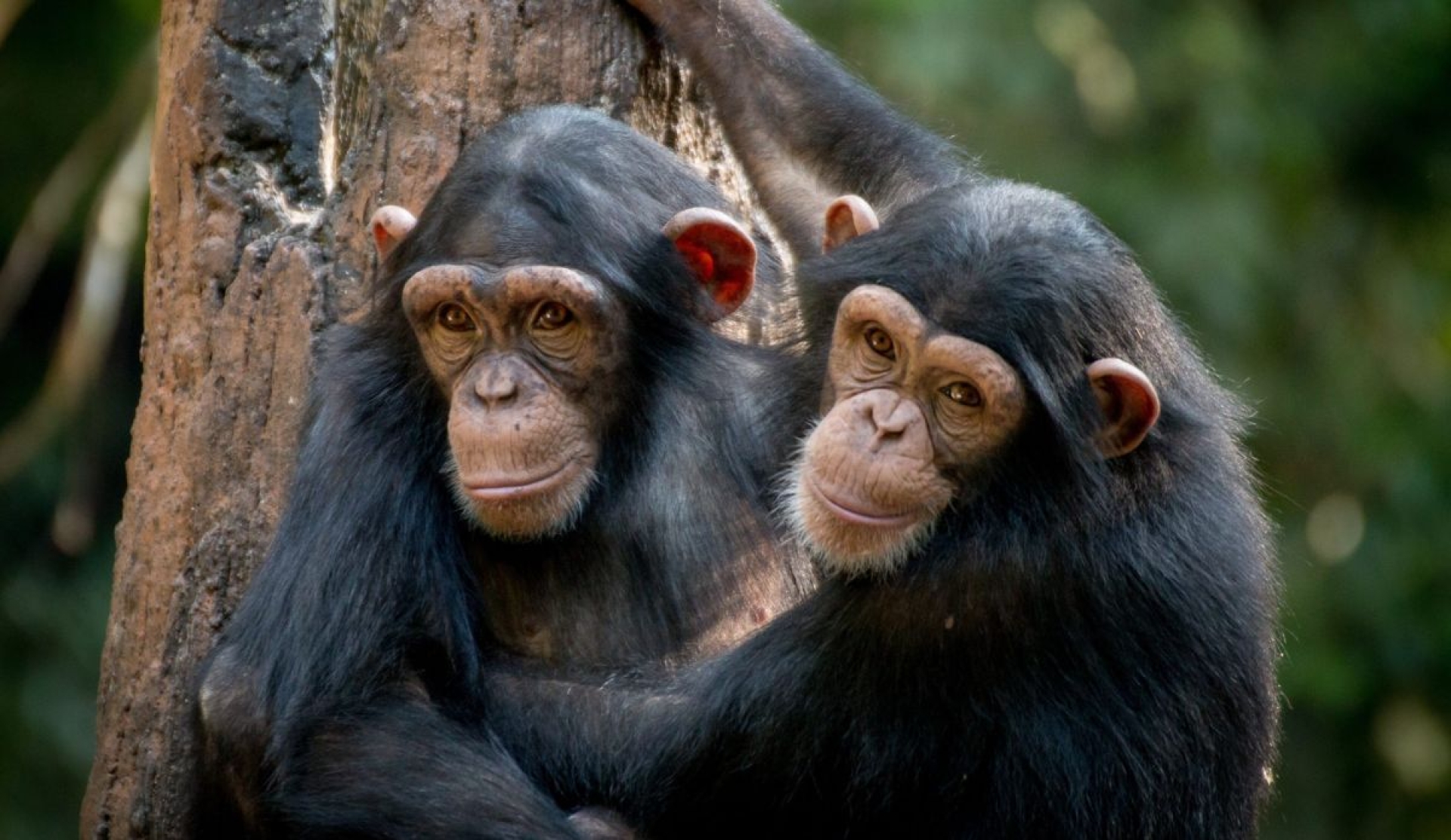 Día Mundial del Chimpancé: Un llamado urgente por su conservación