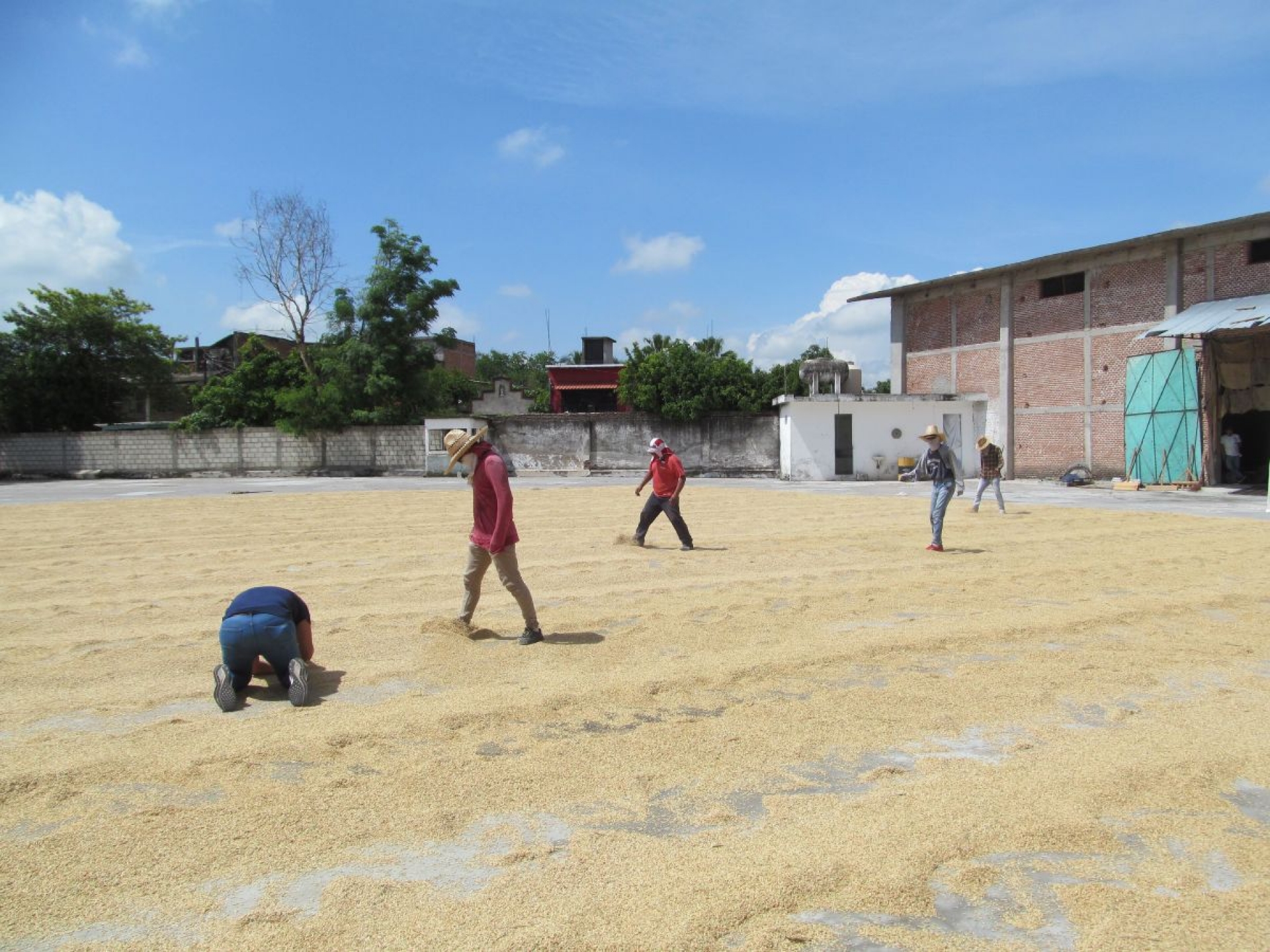Todavía no hay organismo certificador del arroz en Morelos