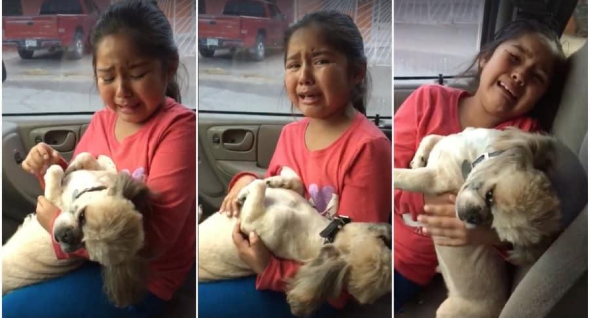 VIDEO: Le cambian de look a su perrito y no le gusta a su dueña