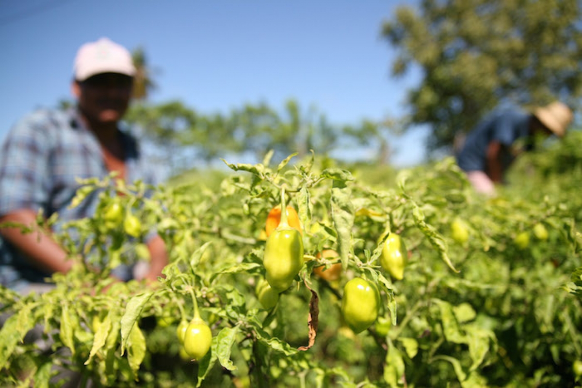 Antioxidante, anticancerígeno: estudian propiedades del chile habanero