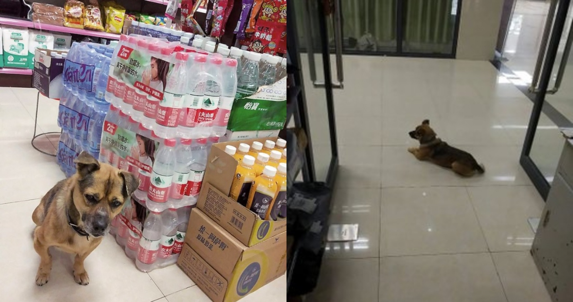 Un perro lleva 3 meses afuera de un hospital de Wuhan esperando a su dueño, que murió de COVID-19