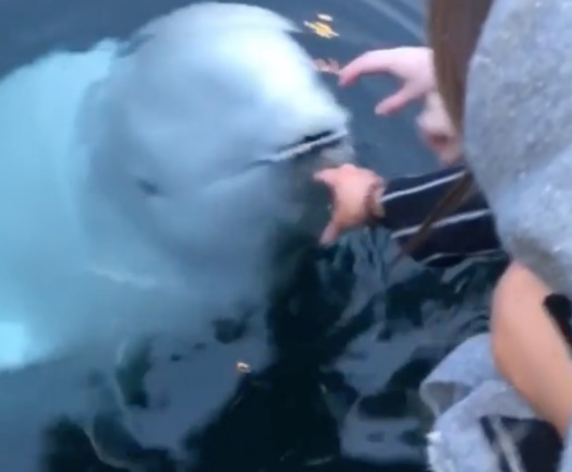 VIDEO: Beluga recupera iPhone que cae al mar