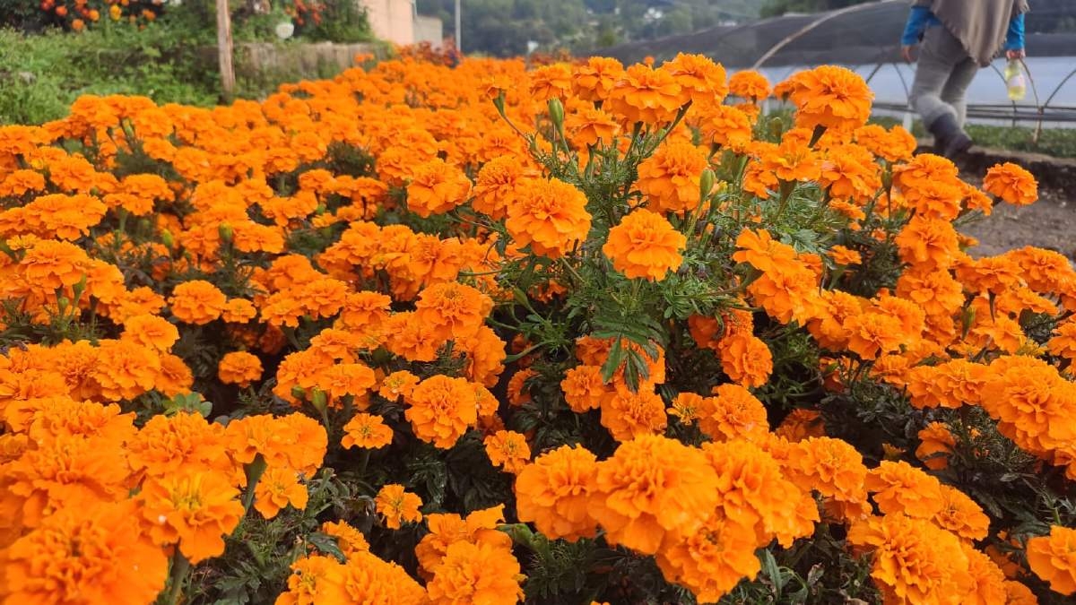 Esperan buenas ventas de flor de cempasúchil en este año