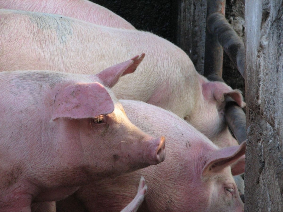 Porcicultores incrementarán granjas que producen gas y fertilizantes