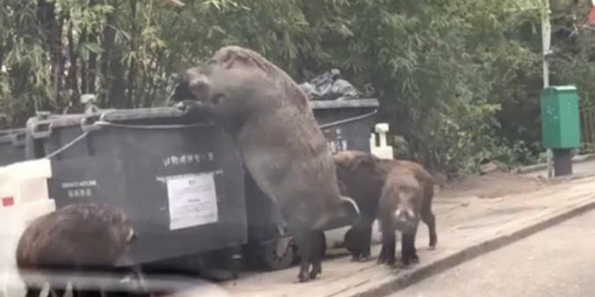 "Pigzilla": el gigantesco jabalí que generó pánico mientras buscaba comida en un contenedor de basura en Hong Kong