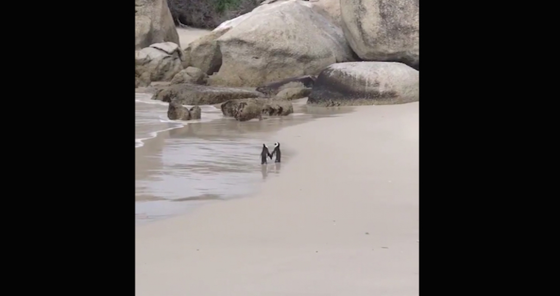 Una pareja de pingüinos pasea “de la mano” en playas de Sudáfrica y el VIDEO se hace viral