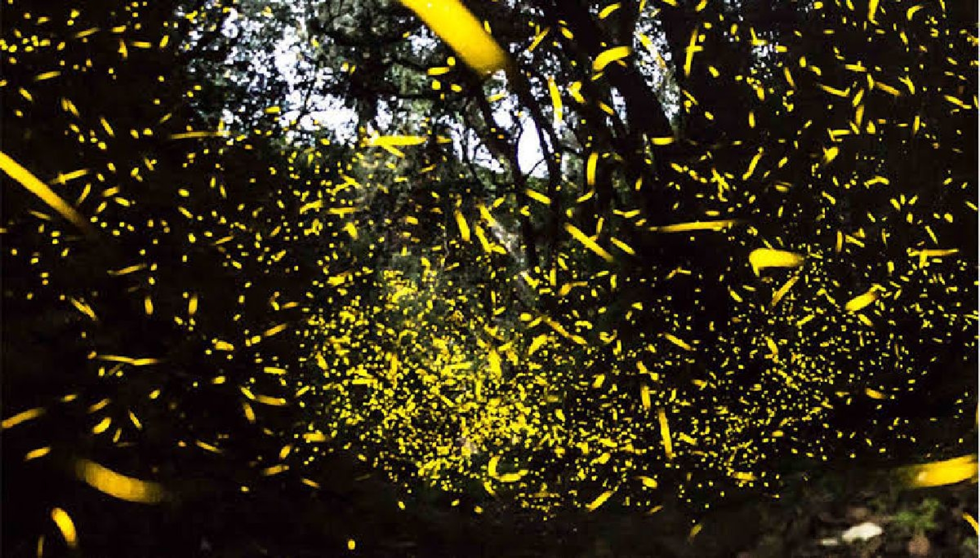 Es verano ¡Y los bosques se llenan de luz!