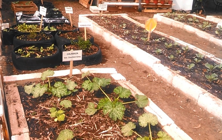 Imparten talleres de Huertos Comunitarios en colonias con altos índices delictivos