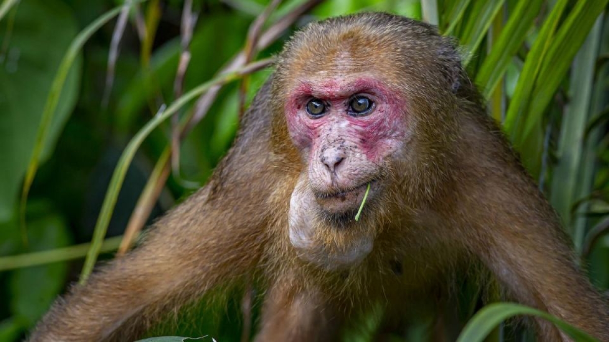 Ataque de monos macacos aterroriza a Japón y deja 42 personas heridas
