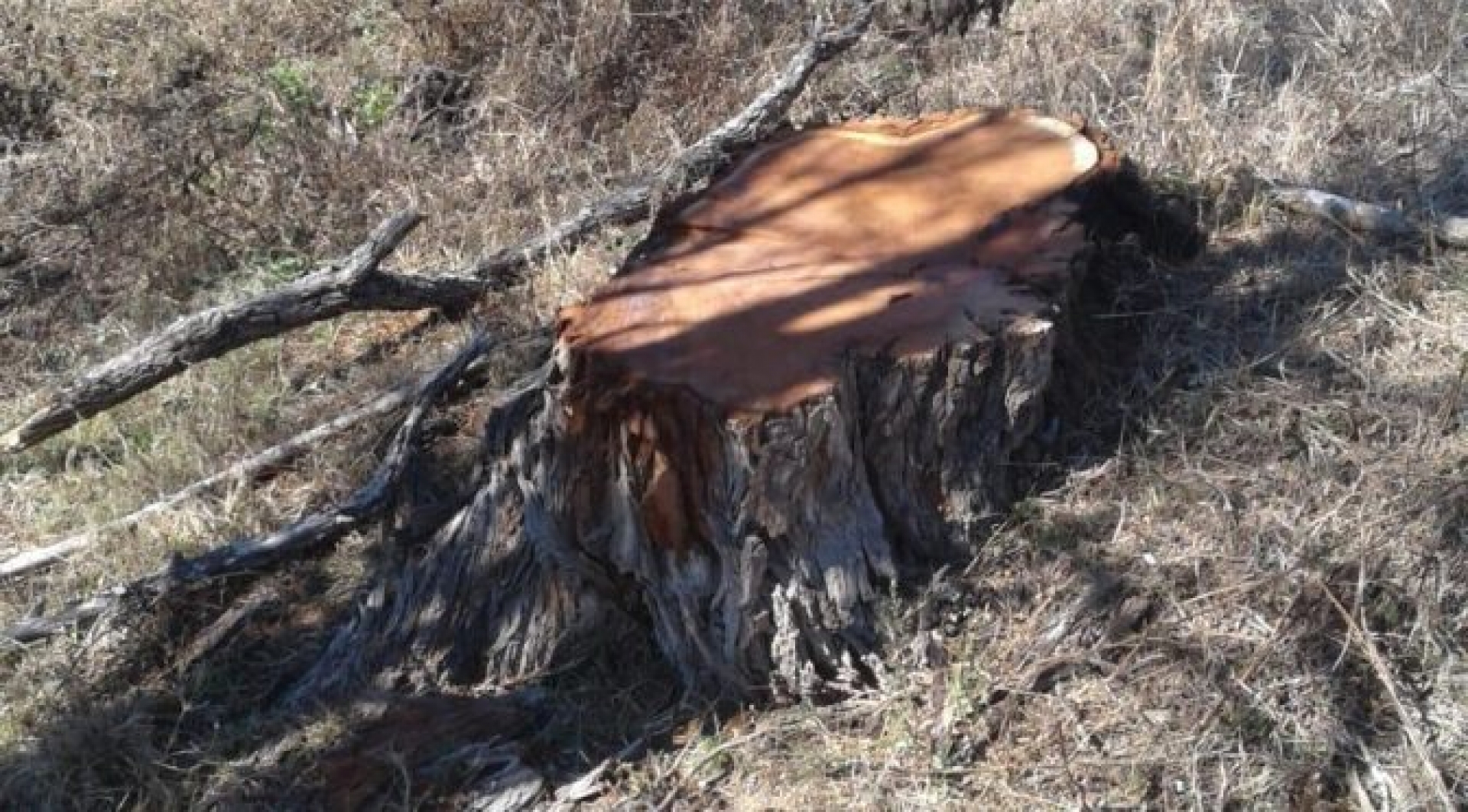 Constructores en Chula Vista, con permiso para talar árboles