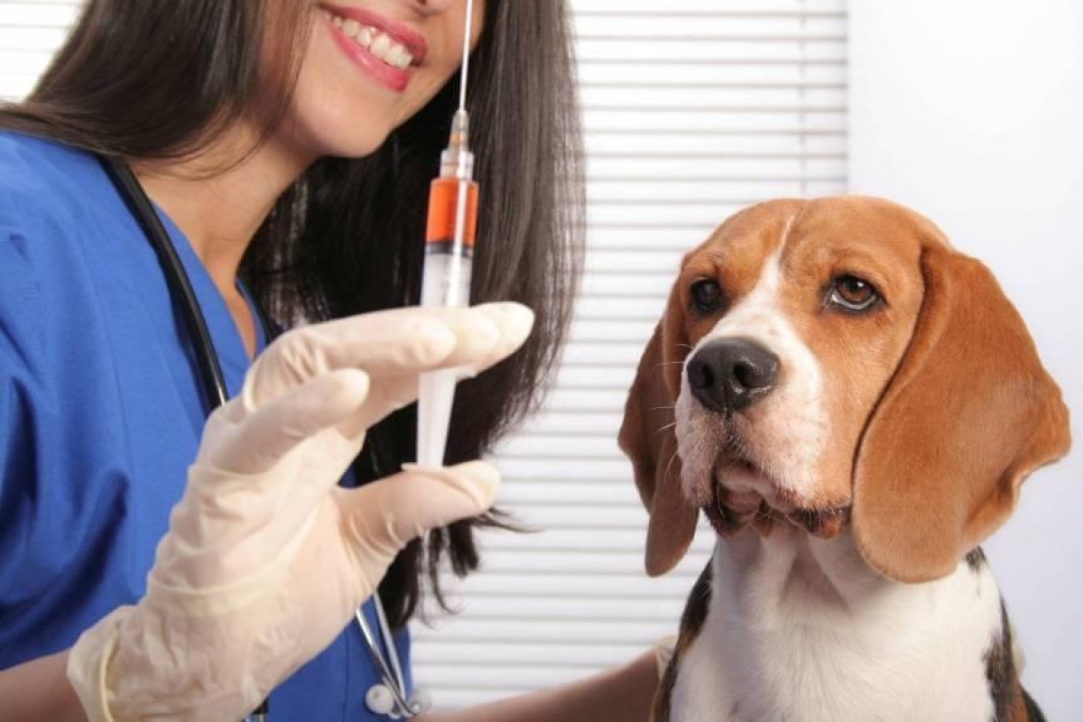 Rusia registra la primera vacuna COVID-19 para animales