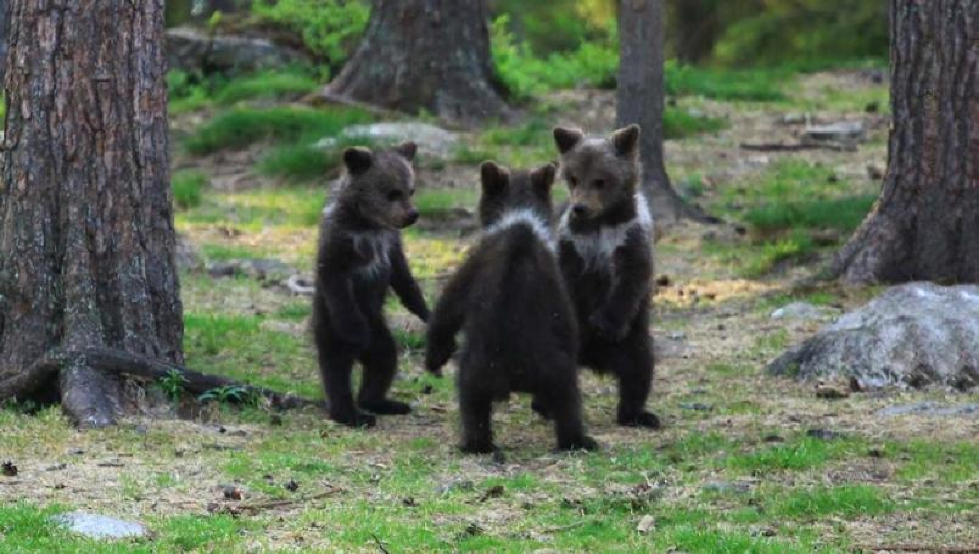FOTOS: Captan a tres ositos bailando en círculo en el bosque