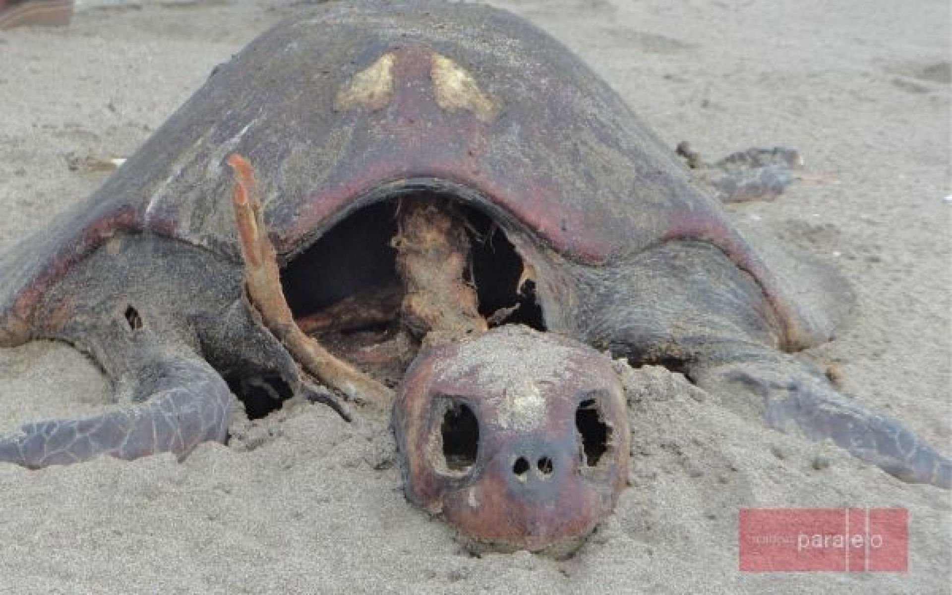 En Chiapas, encontraron más de 100 tortugas muertas y los investigadores no saben qué sucede
