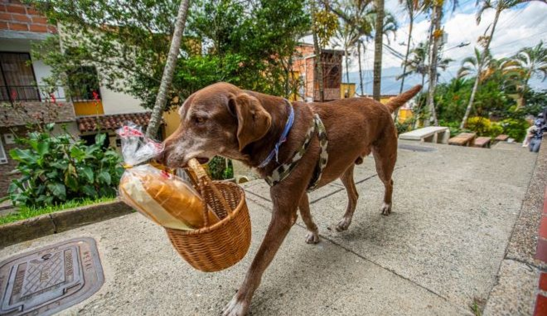 ¡Ni ellos se salvan! Asaltan a perrito repartidor de mercado