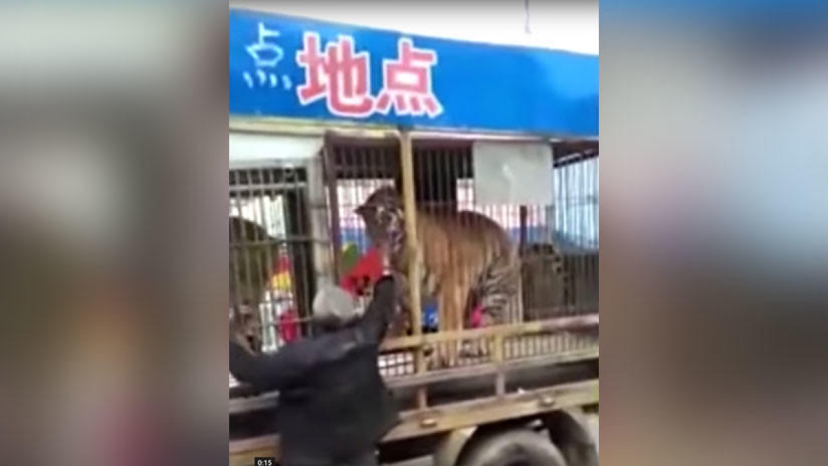 VIDEO: ¡Mira que lindo 'gatito'!...Ohh sorpresa