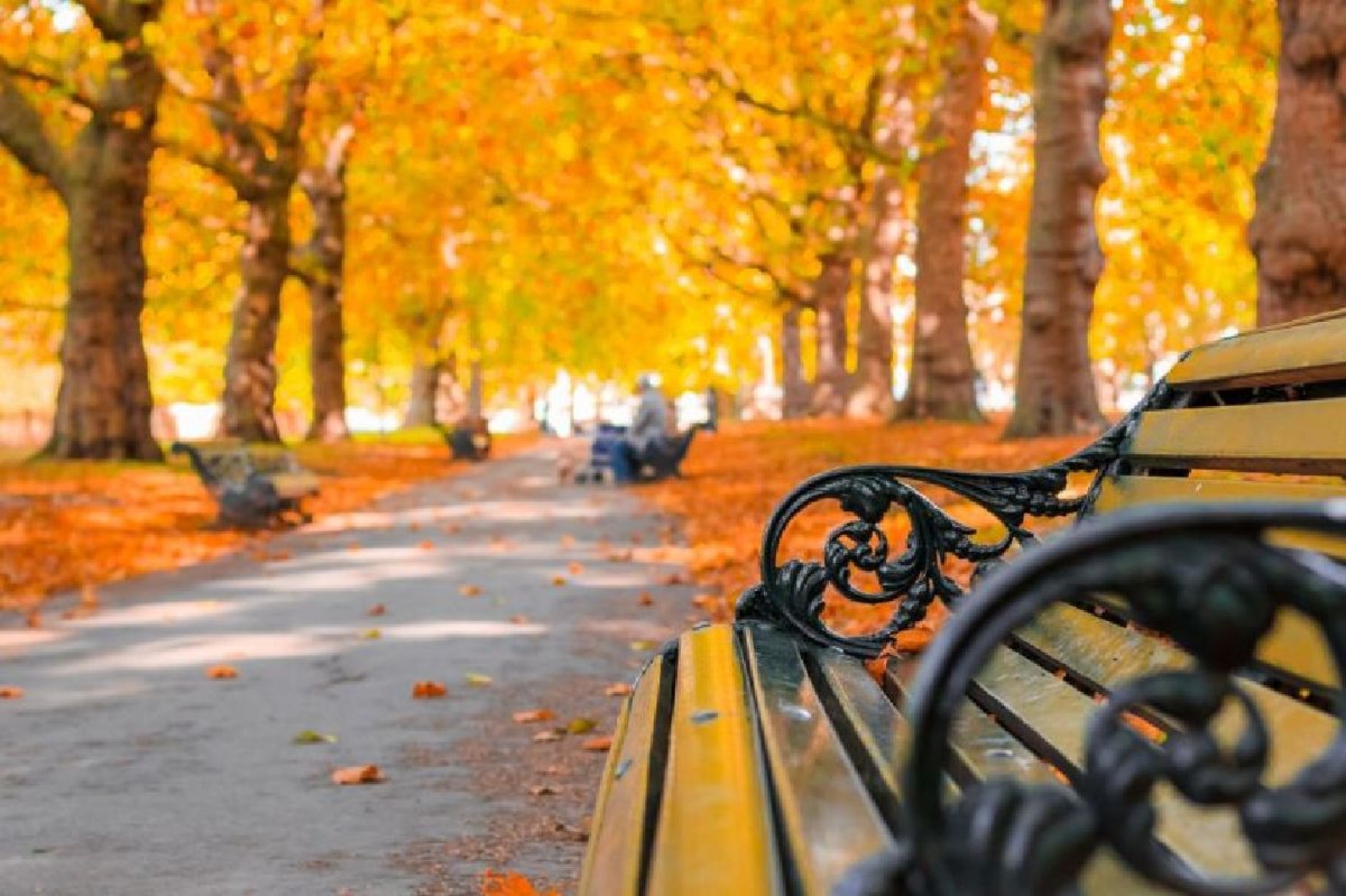 Digresiones de otoño