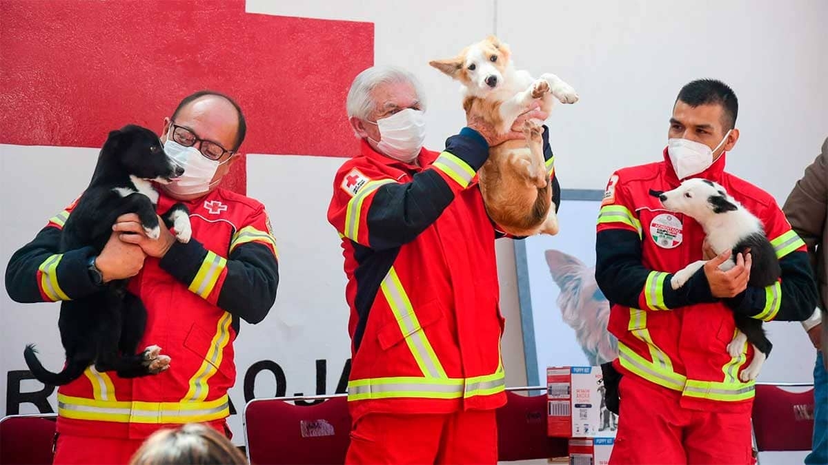 Cruz Roja Mexicana adopta tres perritos; serán rescatistas