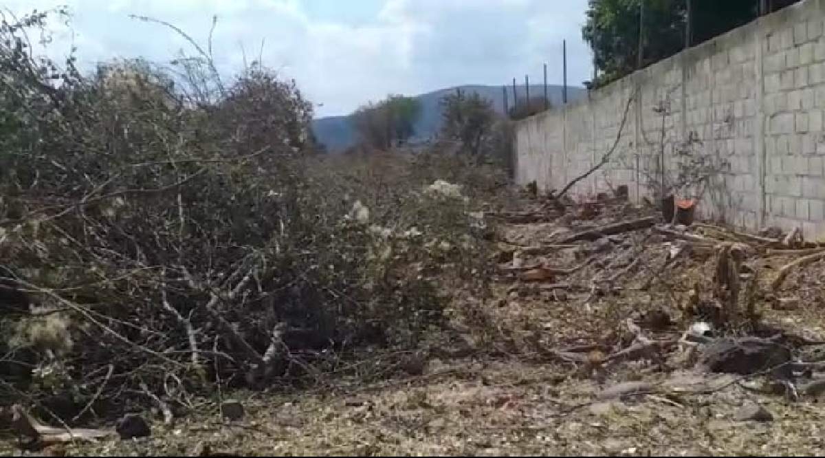 Denuncian tala de árboles en fraccionamiento de Miacatlán