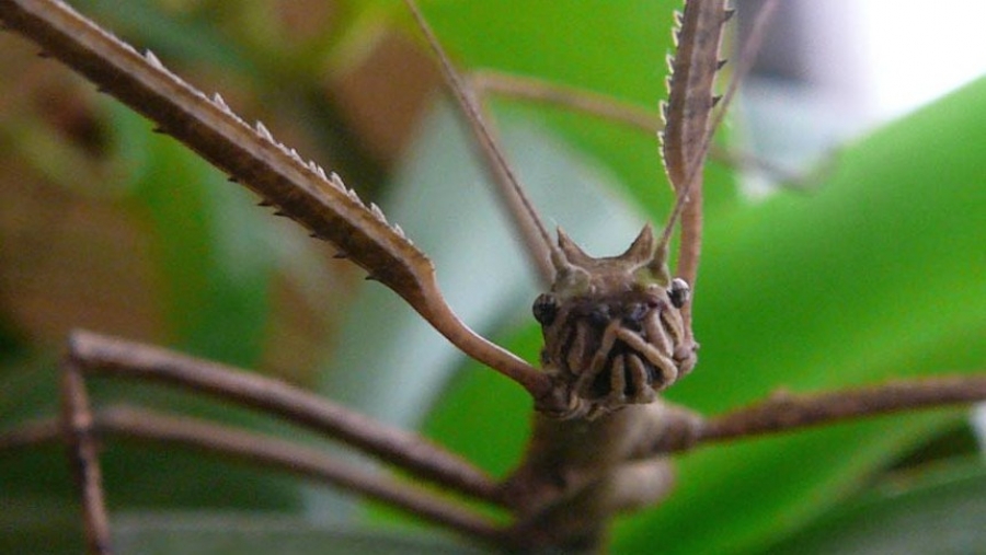 Descubren en China al insecto más largo del mundo