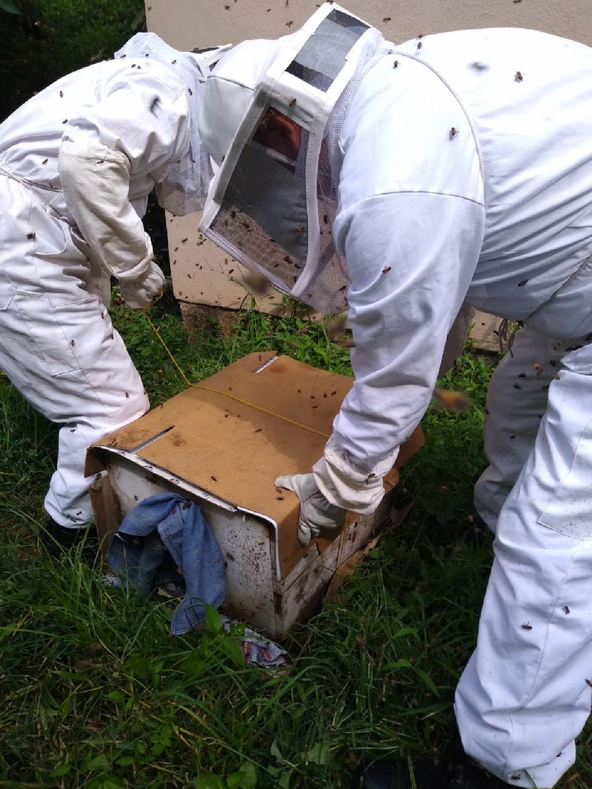 Exhortan a no atacar ni exterminar enjambres de abejas