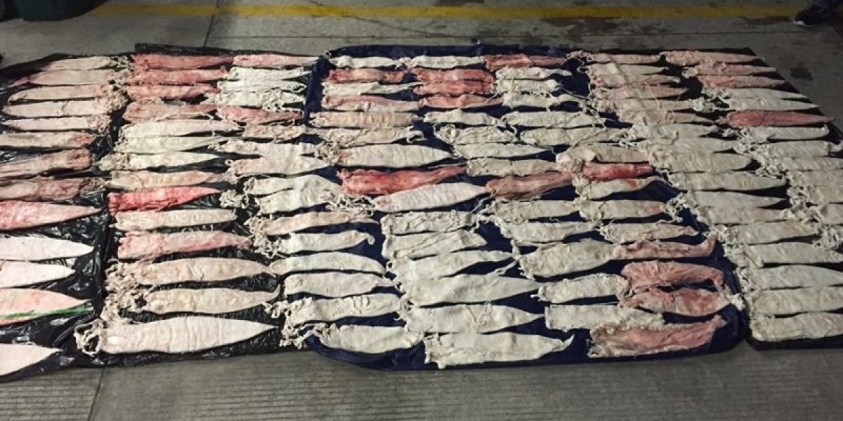 Totoaba, el pez mexicano que se cotiza más alto que la cocaína por sus propiedades afrodisíacas