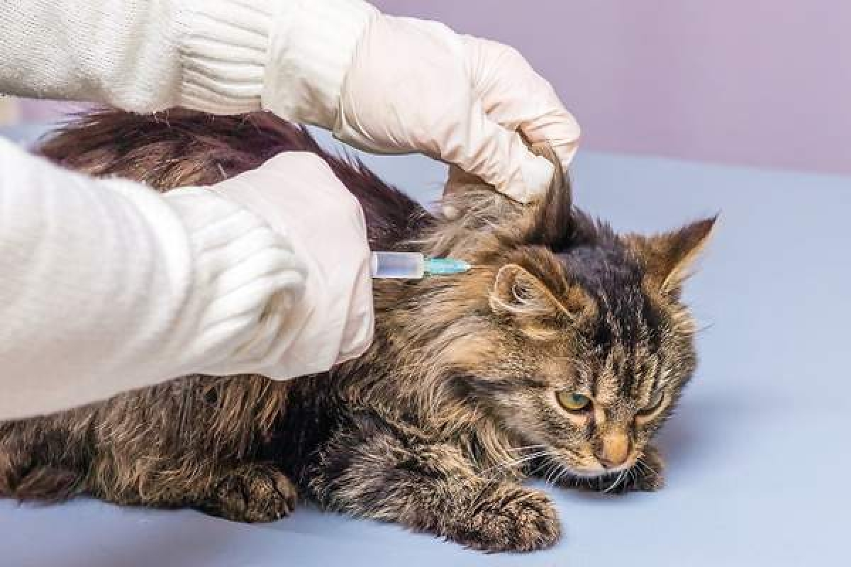 Prueban con éxito una vacuna contra el COVID-19 para animales