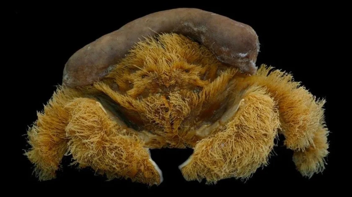 Encuentran nueva especie de 'cangrejo peludo' en Australia