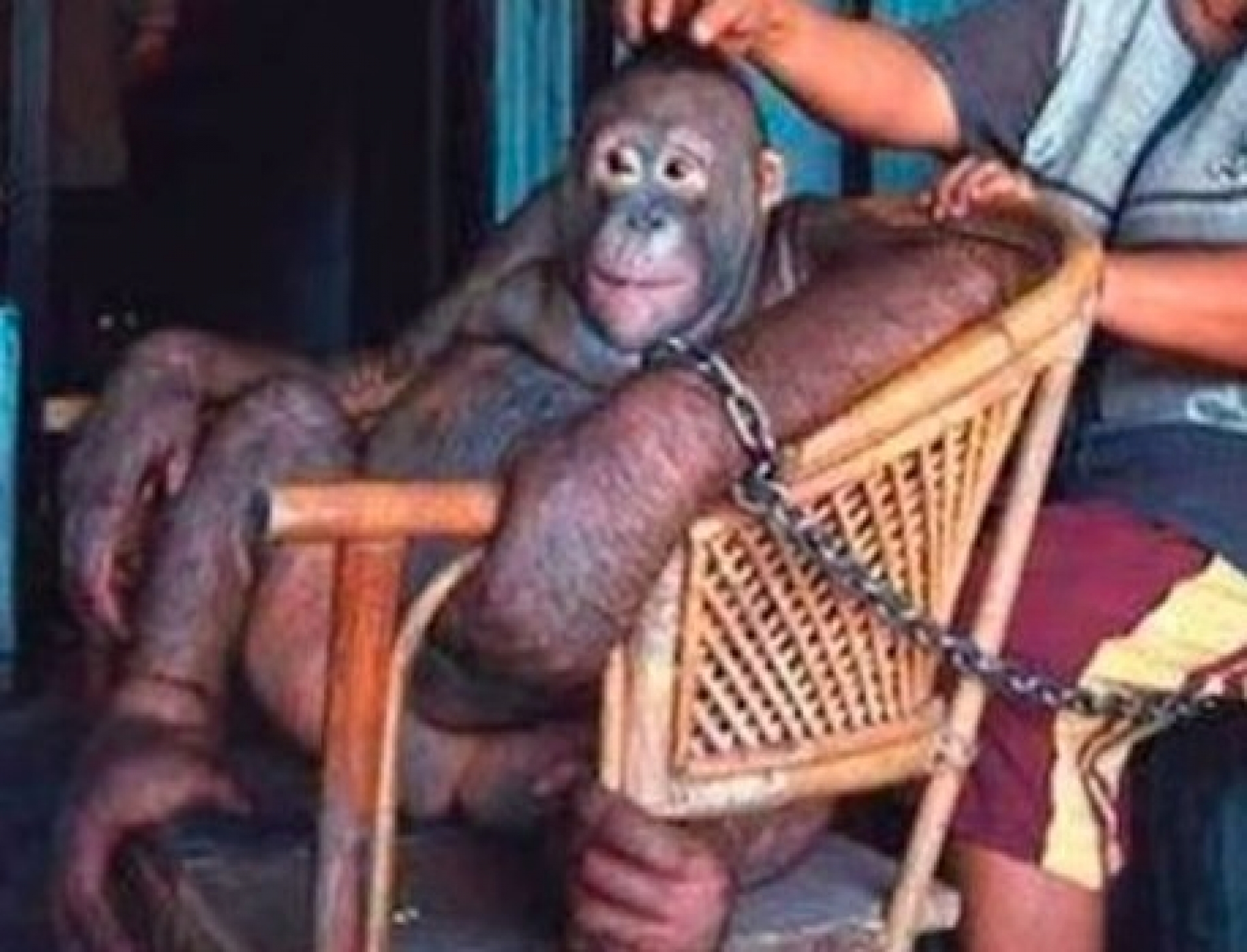 Orangután fue obligada a prostituirse por años