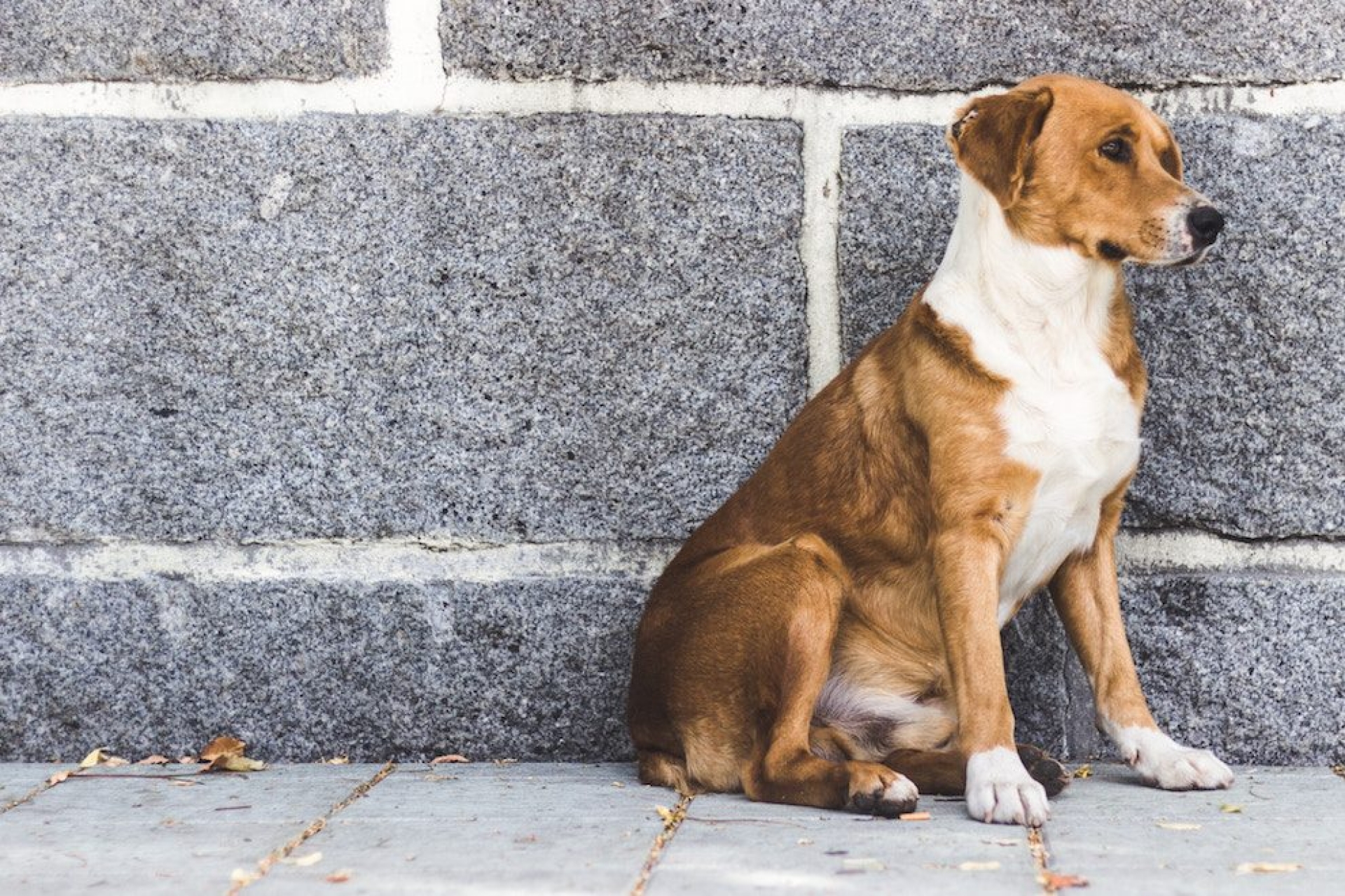 Buscan disminuir proliferación de perros sin hogar