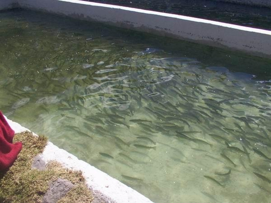 Murió ahogado dentro de un estanque de peces