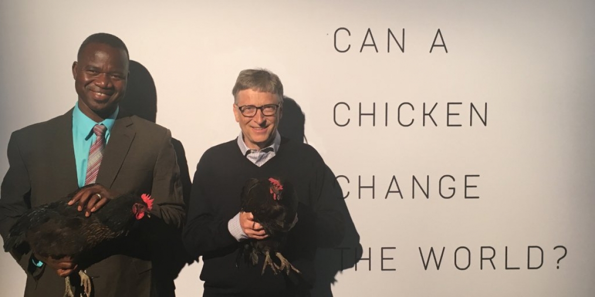 Bill Gates regala gallinas a familias de bajos recursos
